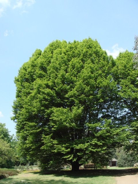 Carpinus betulus 'Fastigiata' silhouette
